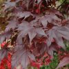 Bloodgood Japanese Maple #7 - Image 2